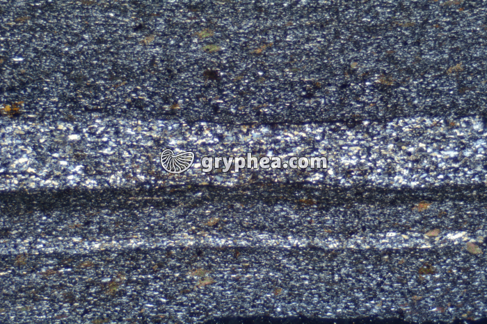 Schiste sédimentaire LPA x6,3 - gryphea.org